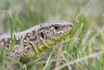 garden lizard