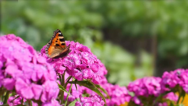 Butterfly pollinates pink flower on green background