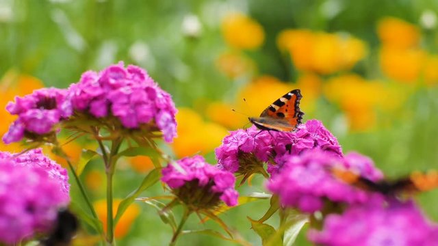 Butterfly pollinates pink flower on green background
