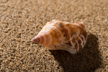 side veiw conch shell on sand