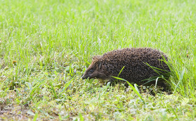 hedgehog