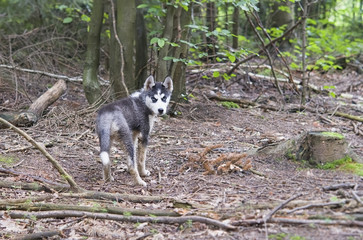husky in forest