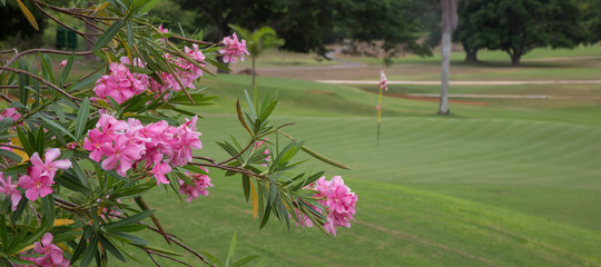 Lush golf green and pink flowers