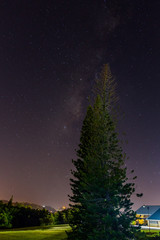 Obraz na płótnie Canvas Starry Night and Pine Trees
