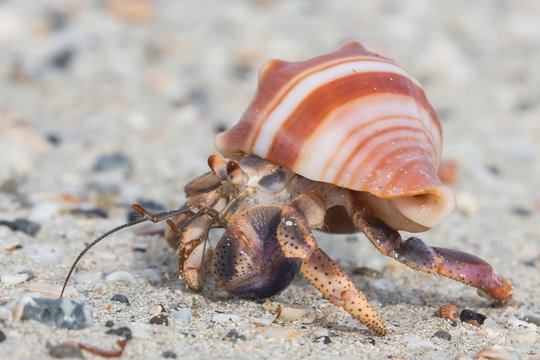 Close up of a beautiful little hermit crab