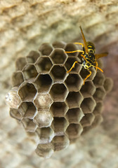 wasp