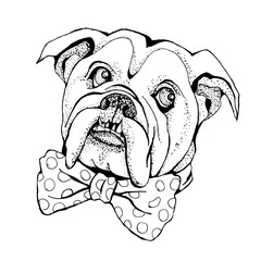 Hand Drawn Vector Portrait of dog Bulldog. T-shirt graphics. Illustration for fashion print, poster, textiles, fashion design.