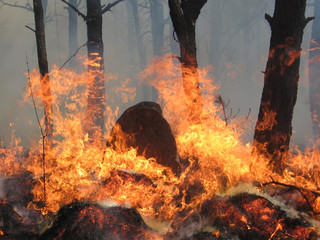 Combate incendio Forestal