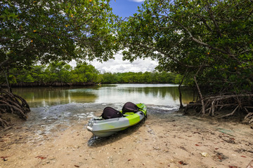 Miami mangrove swamp