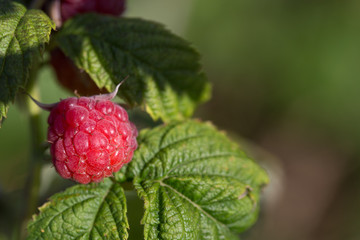 raspberry harvest