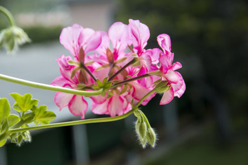 Flor Colombiana color rosado