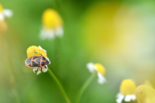 カモミールにとまるナガメ