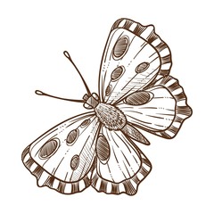 Butterfly insect monochrome sketch outline white vector illustration © Sonulkaster