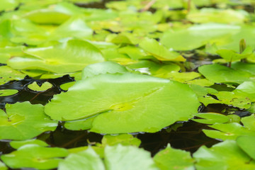 Group of Lotus leaf float on the pool in sunshine day.