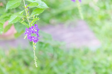 Selective Focus on Pigeon berry flower with blur tree/forest background.