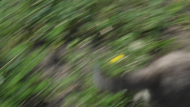 Beautiful amusing puppies of Saarloos wolfhound playing on green lawn in the park stock footage video