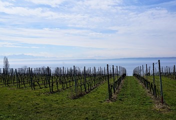 Obraz premium Weinberg auf dem Wanderweg zwischen Hagnau und Meersburg am Bodensee in Süddeutschland