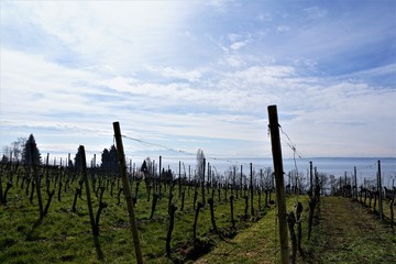 Weinberg auf dem Wanderweg zwischen Hagnau und Meersburg am Bodensee in Süddeutschland