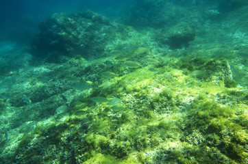 Fototapeta premium A flock of salp fish near the seabed