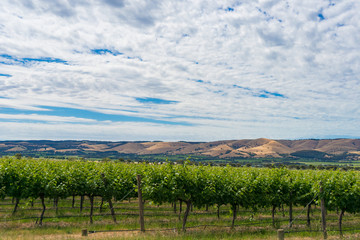 Fototapeta na wymiar Beautiful landscape of vineyard and picturesque sky