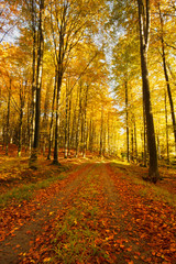 Road in a colorful, autumn forest.Pomerania ,Poland 