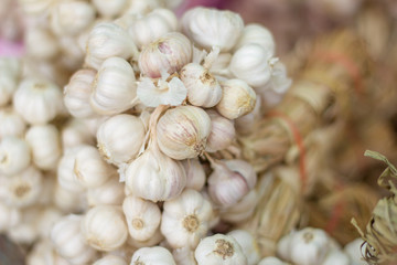 Lots of white purple Italian garlic bulbs