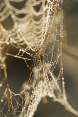 Spider on spiderweb in the morning light. Selective focus photo.