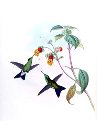 Illustration of a Hummingbird.