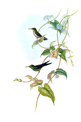 Illustration of a Hummingbird.