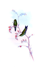 Illustration of a Hummingbird.