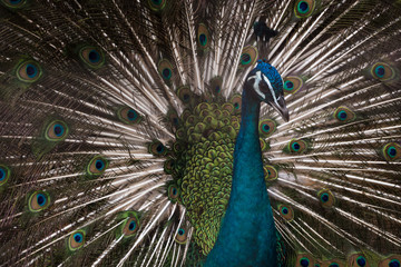 Naklejka premium 雀孔