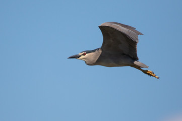 Night heron - Nycticorax nycticorax