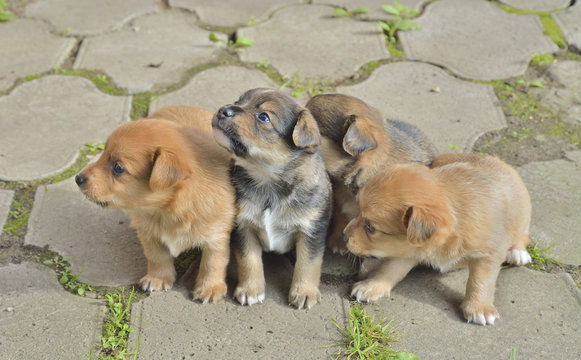 Small puppies 2