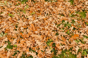 Dry fallen autumn leaves on the grass, lawn in garden or park, warm colors, autumn mood, hello november, fall landscape. Autumn leaves background