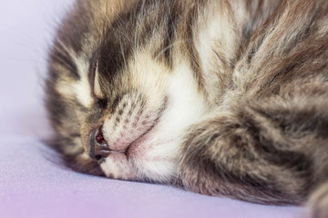 A little kitten sleeps and sees sweet dreams. Carefree childhood_