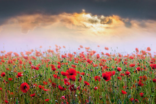 Field of red poppies during the sunset. Sunrise over the poppy field_ © Volodymyr