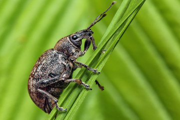 Beetle weevil runs on a green leaf in the grass.
