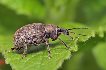 Beetle weevil runs on a green leaf in the grass.
