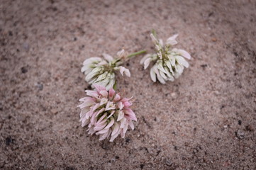 clover broken blossoms on sand