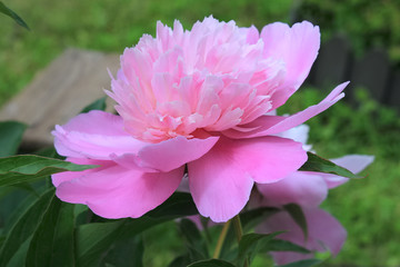 peony flower on green background