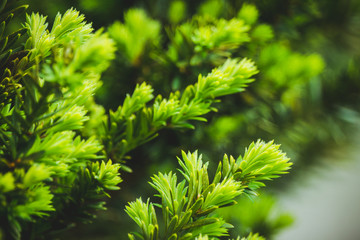 Taxus baccata (Yaw tree) bush in the garden. Selective focus. 