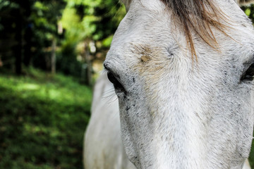 CAVALO BRANCO -WHITE HORSE