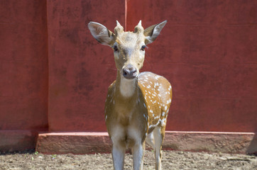 Wild animal in India a dappled deer
