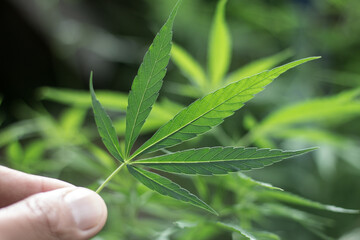 woman's hand holding a cannabis leaf, cannabis on a dark background,