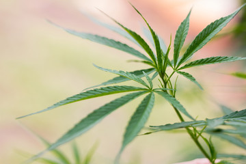 closeup on fresh green marijuana plants, cannabis on a dark background,