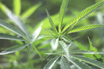 closeup on fresh green marijuana plants, cannabis on a dark background,