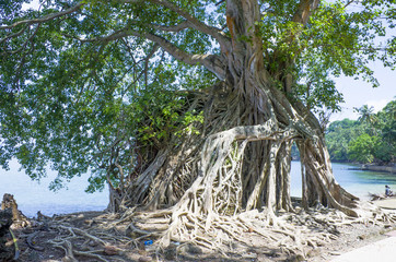 The island of Ross Andaman Sea a beautiful landscape
