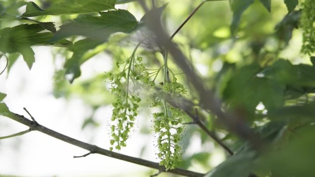 Slow motion shots of honey bees pollinating a tree during spring.