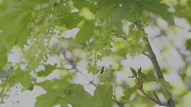 Slow motion shots of honey bees pollinating a tree during spring.