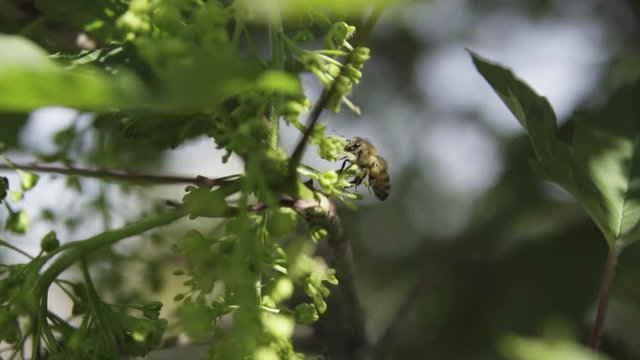 Slow motion shots of honey bees pollinating a tree during spring.